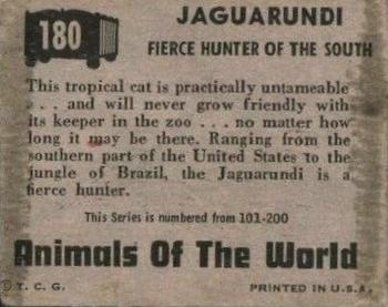 1951 Topps Animals of the World (R714-1) #180 Jaguarundi Back