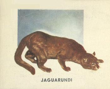 1951 Topps Animals of the World (R714-1) #180 Jaguarundi Front