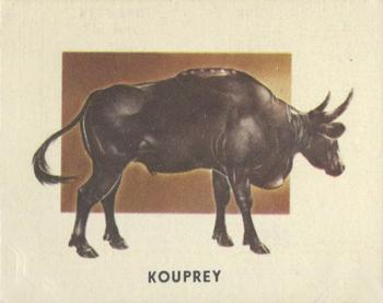 1951 Topps Animals of the World (R714-1) #183 Kouprey Front