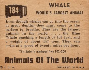 1951 Topps Animals of the World (R714-1) #184 Whale Back