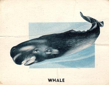 1951 Topps Animals of the World (R714-1) #184 Whale Front