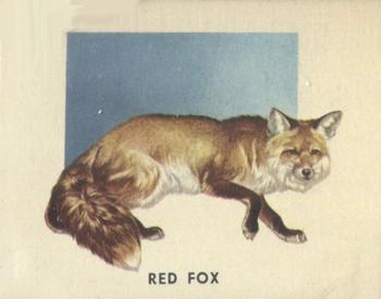 1951 Topps Animals of the World (R714-1) #185 Red Fox Front