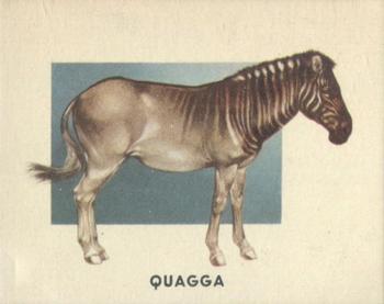 1951 Topps Animals of the World (R714-1) #188 Quagga Front