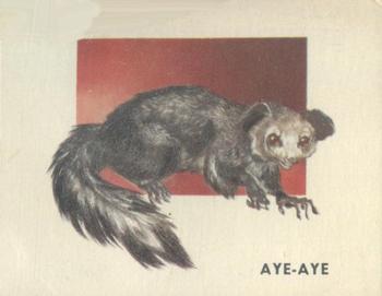 1951 Topps Animals of the World (R714-1) #191 Aye-aye Front