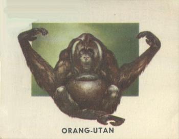 1951 Topps Animals of the World (R714-1) #194 Orang-utan Front