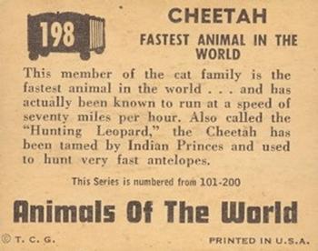 1951 Topps Animals of the World (R714-1) #198 Cheetah Back