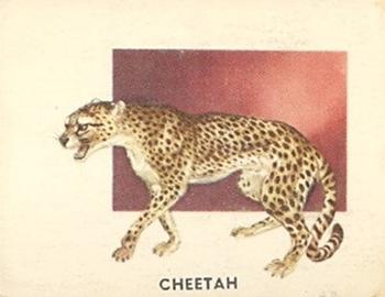 1951 Topps Animals of the World (R714-1) #198 Cheetah Front