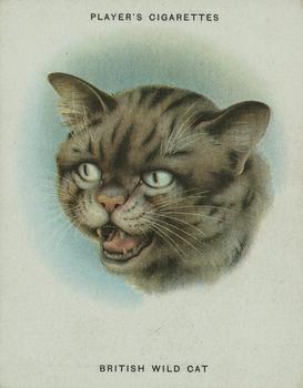 1936 Player's Cats #1 British Wild Cat Front