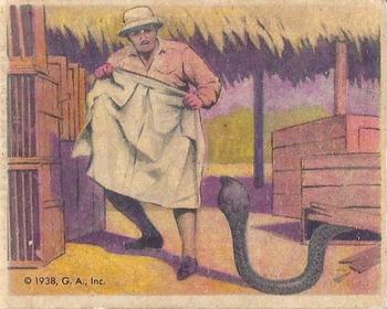 1938 Gumakers of America Frank Buck  (R55) #6 Caging a King Cobra Front