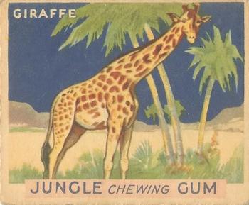 1933 Jungle Chewing Gum (R78) #1 Giraffe Front