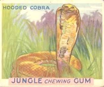 1933 Jungle Chewing Gum (R78) #13 Hooded Cobra Front