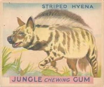 1933 Jungle Chewing Gum (R78) #21 Striped Hyena Front