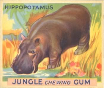1933 Jungle Chewing Gum (R78) #69 Hippopotamus Front