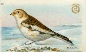1918 Church & Dwight Useful Birds of America Second Series (J6) #29 Snow Bunting Front