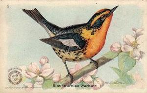 1918 Church & Dwight Useful Birds of America Second Series (J6) #5 Blackburnian Warbler Front