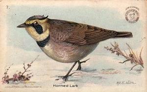 1918 Church & Dwight Useful Birds of America Second Series (J6) #7b Horned Lark Front