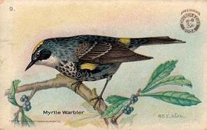 1918 Church & Dwight Useful Birds of America Second Series (J6) #9 Myrtle Warbler Front