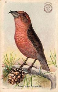 1918 Church & Dwight Useful Birds of America Second Series (J6) #11 American Crossbill Front