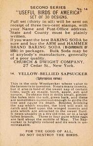 1918 Church & Dwight Useful Birds of America Second Series (J6) #14b Yellow-bellied Sapsucker Back