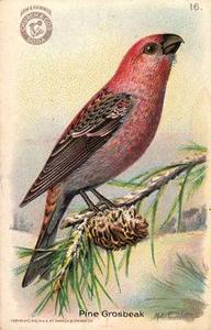 1918 Church & Dwight Useful Birds of America Second Series (J6) #16 Pine Grosbeak Front
