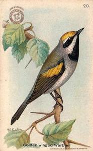 1918 Church & Dwight Useful Birds of America Second Series (J6) #20 Golden-winged Warbler Front