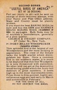 1918 Church & Dwight Useful Birds of America Second Series (J6) #21 Ivory-billed Woodpecker Back