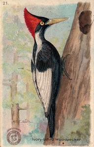 1918 Church & Dwight Useful Birds of America Second Series (J6) #21b Ivory-billed Woodpecker Front