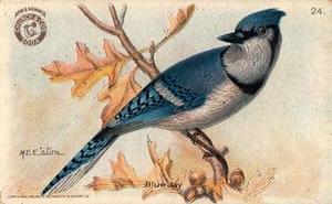 1918 Church & Dwight Useful Birds of America Second Series (J6) #24 Blue Jay Front