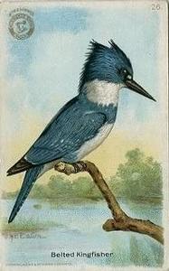 1918 Church & Dwight Useful Birds of America Second Series (J6) #26 Belted Kingfisher Front