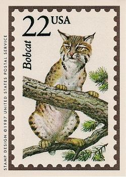 1991 Bon Air Wildlife America #6 Bobcat Front