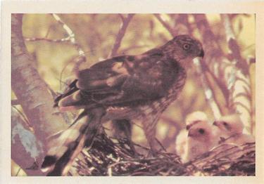 1958 Oak Manufacturing Birds #NNO Cooper's Hawk Front