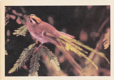 1958 Oak Manufacturing Birds #NNO Golden-crowned Kinglet Front