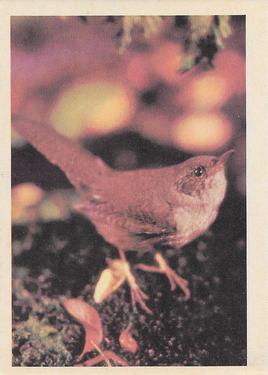1958 Oak Manufacturing Birds #NNO House Wren Front