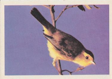 1958 Oak Manufacturing Birds #NNO Pileolated Warbler Front