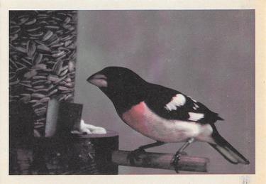 1958 Oak Manufacturing Birds #NNO Rose-breasted Grosbeak Front
