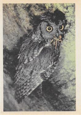 1958 Oak Manufacturing Birds #NNO Screech Owl Front
