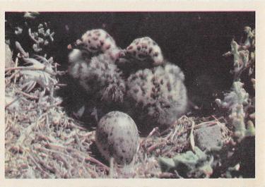1958 Oak Manufacturing Birds #NNO Western Gull Front