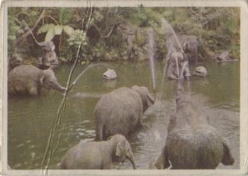 1965 Donruss Disneyland (Blue Back) #31 Indian Elephants Play in Sacred Wading Pool as Seen by Passengers Aboard Disneyland Jungle Cruise Front