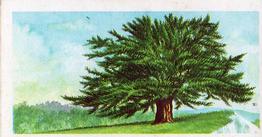1966 Brooke Bond Trees In Britain #9 Yew Front