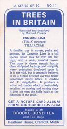 1966 Brooke Bond Trees In Britain #11 Common Lime Back