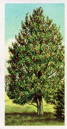 1966 Brooke Bond Trees In Britain #17 Holly Front