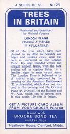 1966 Brooke Bond Trees In Britain #29 London Plane Back
