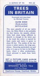 1966 Brooke Bond Trees In Britain #33 Silver Birch Back