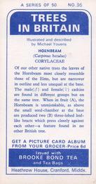 1966 Brooke Bond Trees In Britain #36 Hornbeam Back