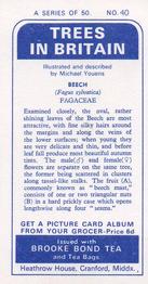 1966 Brooke Bond Trees In Britain #40 Beech Back