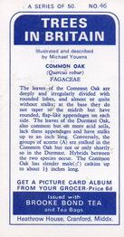 1966 Brooke Bond Trees In Britain #46 Common Oak Back