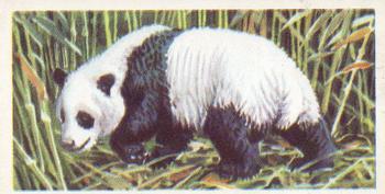 1962 Brooke Bond Asian Wild Life #20 Giant Panda Front