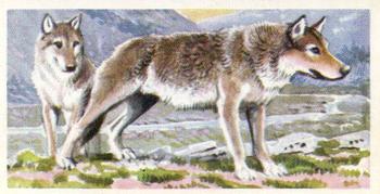 1962 Brooke Bond Asian Wild Life #24 Wolf Front