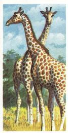 1973 Brooke Bond African Wild Life #32 Giraffe Front