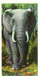 1973 Brooke Bond African Wild Life #44 African Elephant Front